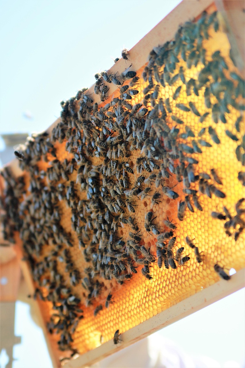 bees, honeycomb, honey, beekeeper, beekeeping, beekeepers, honey production, honeycomb, honeycomb, honeycomb, honeycomb, honeycomb, beekeeping, beekeeping, beekeepers
